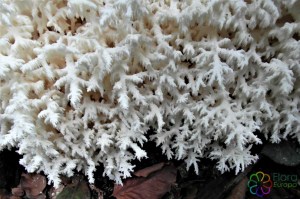 Hericium coralloides (2) (1200 x 800).jpg_product_product